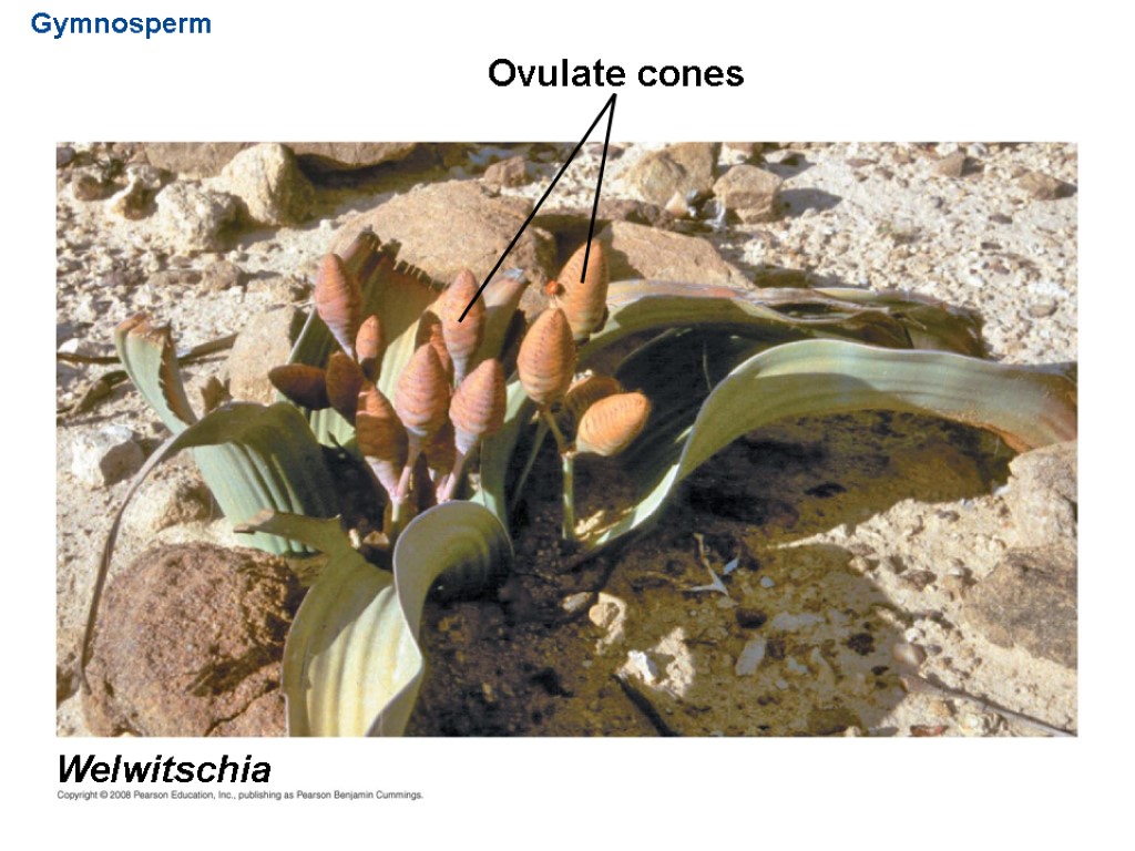 Gymnosperm Welwitschia Ovulate cones